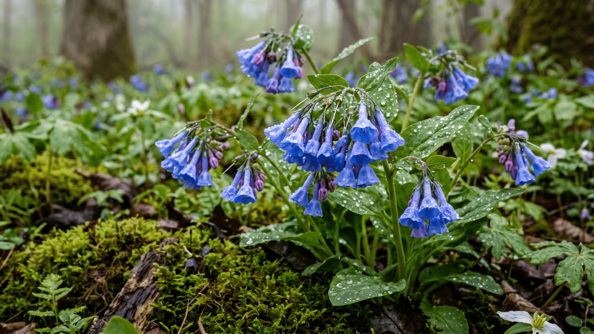close-up of virginia blue bell-shaped wildflowers with water droplets, surrounded by moss and green foliage in a misty forest.
