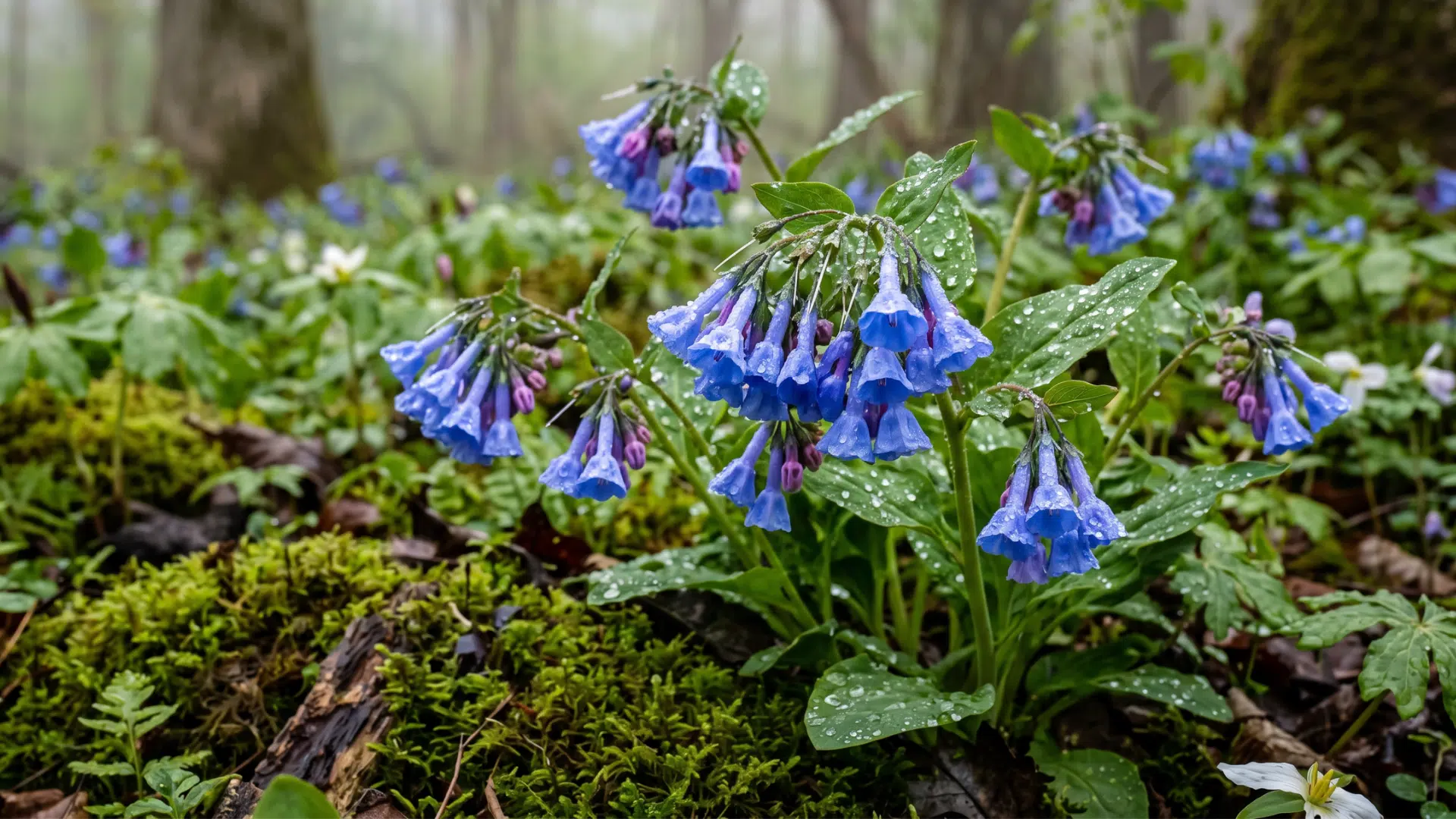 close-up of virginia blue bell-shaped wildflowers with water droplets, surrounded by moss and green foliage in a misty forest.