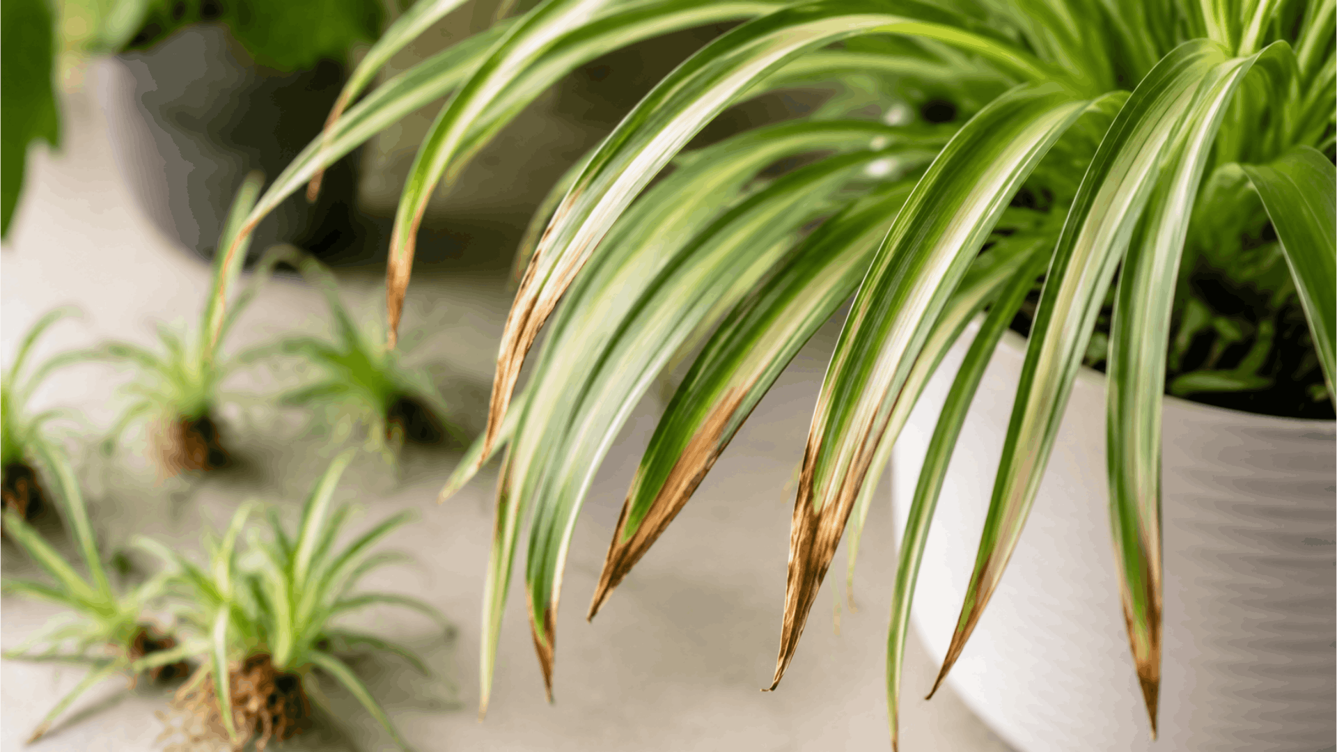 close up spider plant leaves with brown tips in bright indoor light showing common plant stress signs (1)
