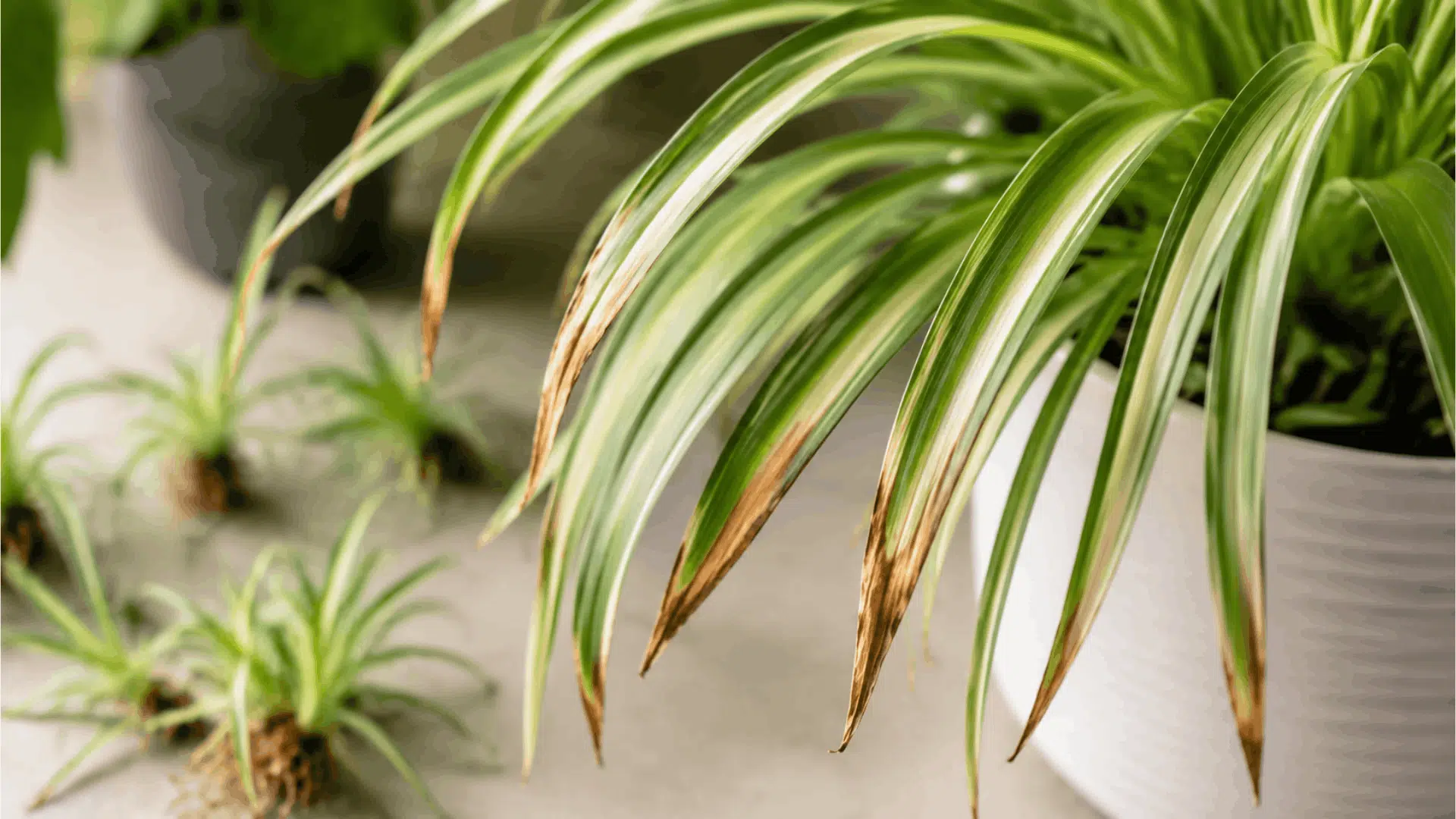 close up spider plant leaves with brown tips in bright indoor light showing common plant stress signs (1)