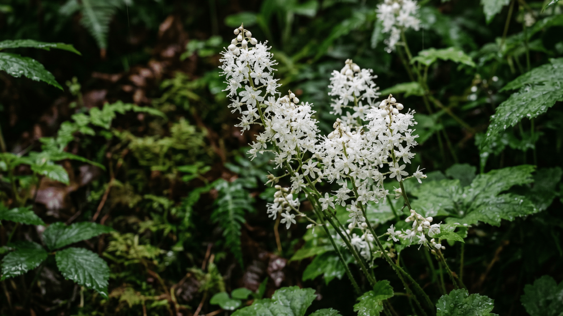 cluster of delicate white flowers of foamflower with many small petals blooms amidst lush green foliage and ferns in a forest setting.