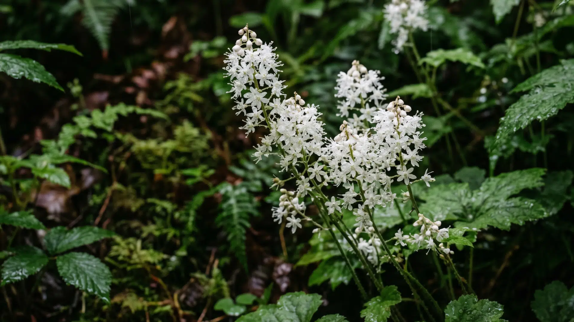 cluster of delicate white flowers of foamflower with many small petals blooms amidst lush green foliage and ferns in a forest setting.