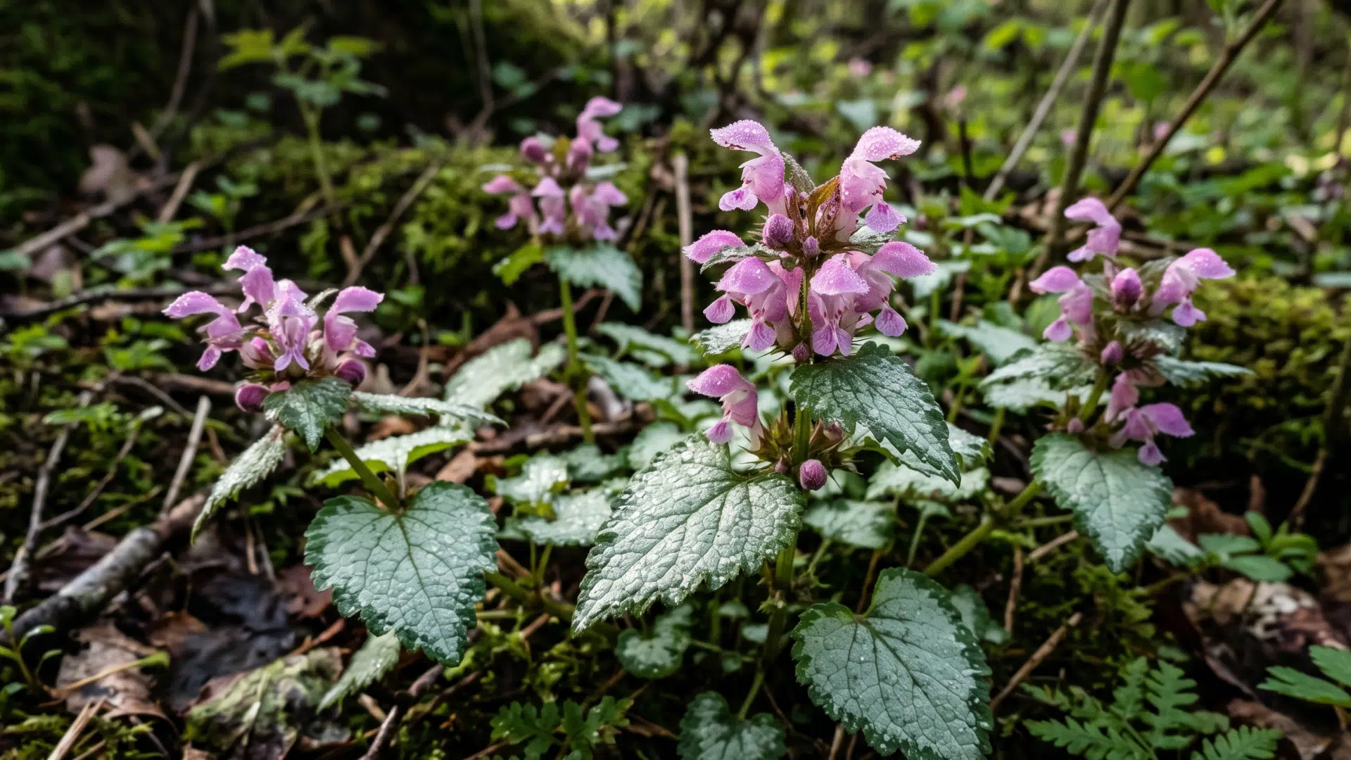 cluster of pink spotted deadnettle flowers bloom in a forest setting with moss-covered logs and ferns in the background.