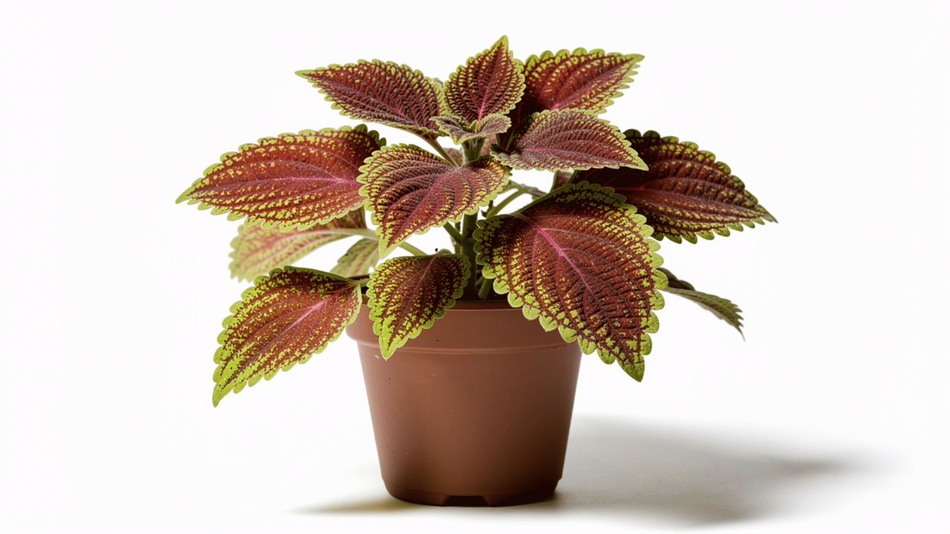 coleus plant with vividly patterned red and lime green leaves with scalloped edges growing in a brown pot on a white background