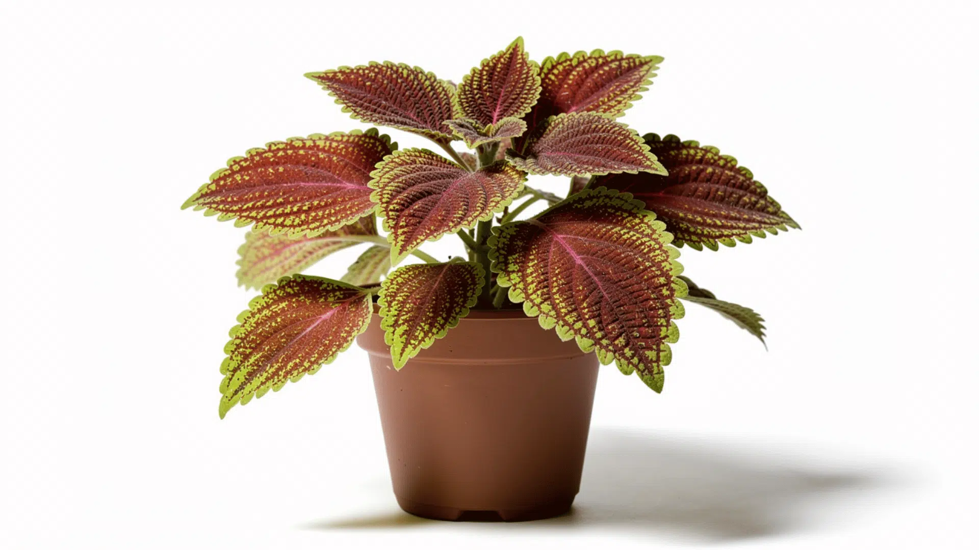 coleus plant with vividly patterned red and lime green leaves with scalloped edges growing in a brown pot on a white background