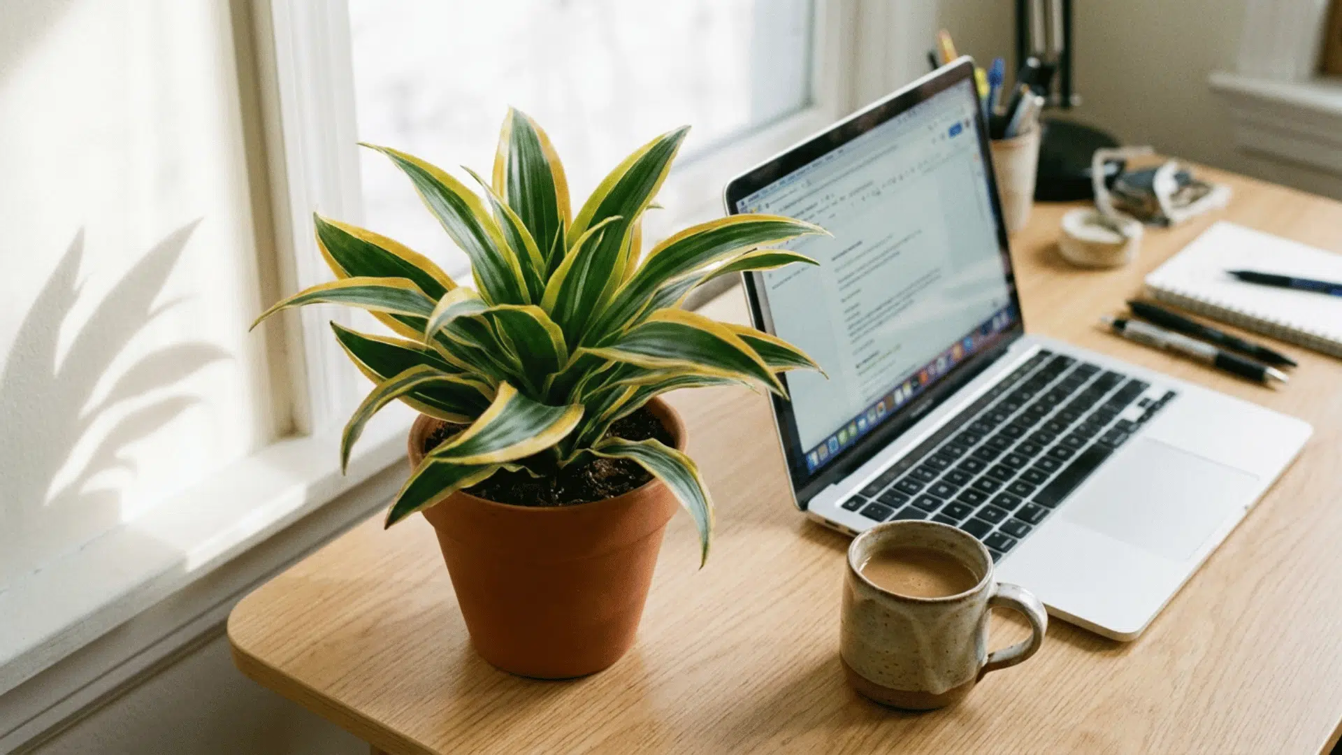 compact dracaena fragrans victoria with yellow gold banded leaves in a terracotta pot on a wooden desk