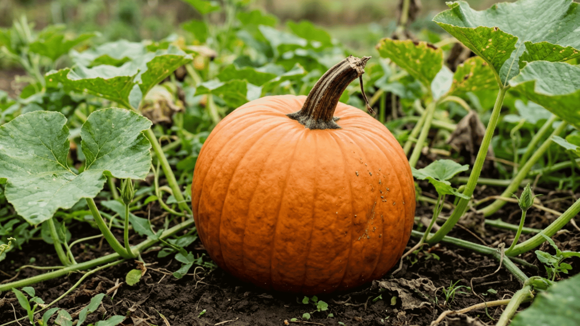 connecticut field pumpkin growing on dark garden soil surrounded by green vines curling tendrils and broad leaves