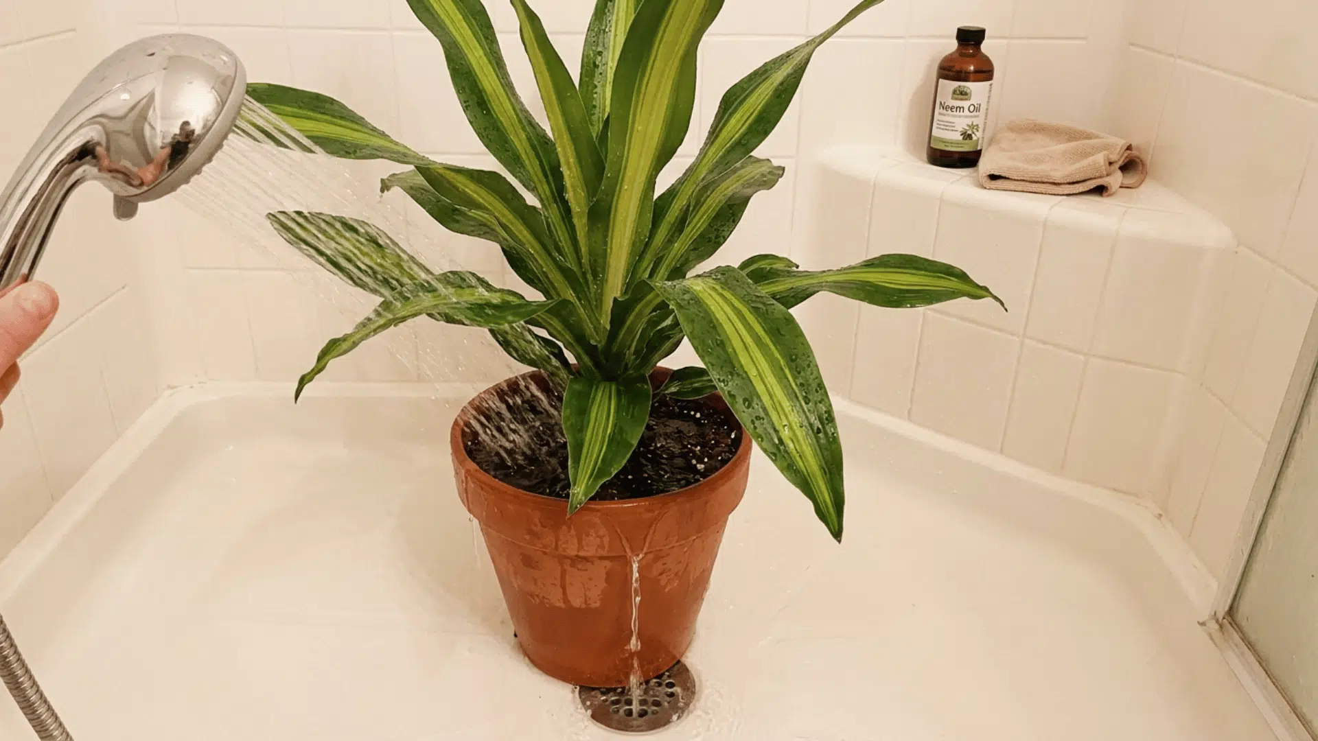 corn plant being rinsed in a shower with water running through the soil and draining from the pot