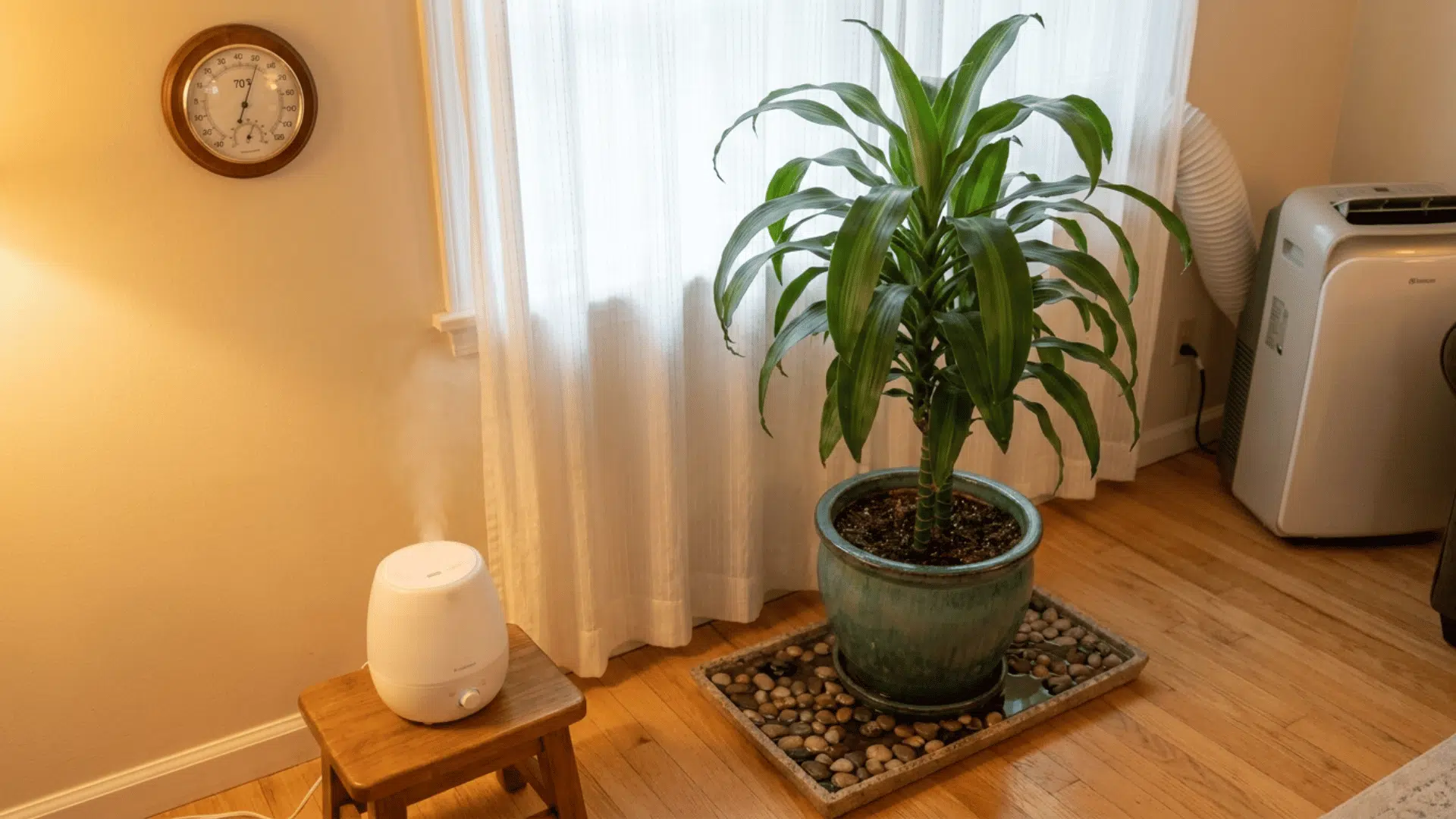 corn plant on a pebble tray next to a humidifier showing ideal temperature and humidity conditions
