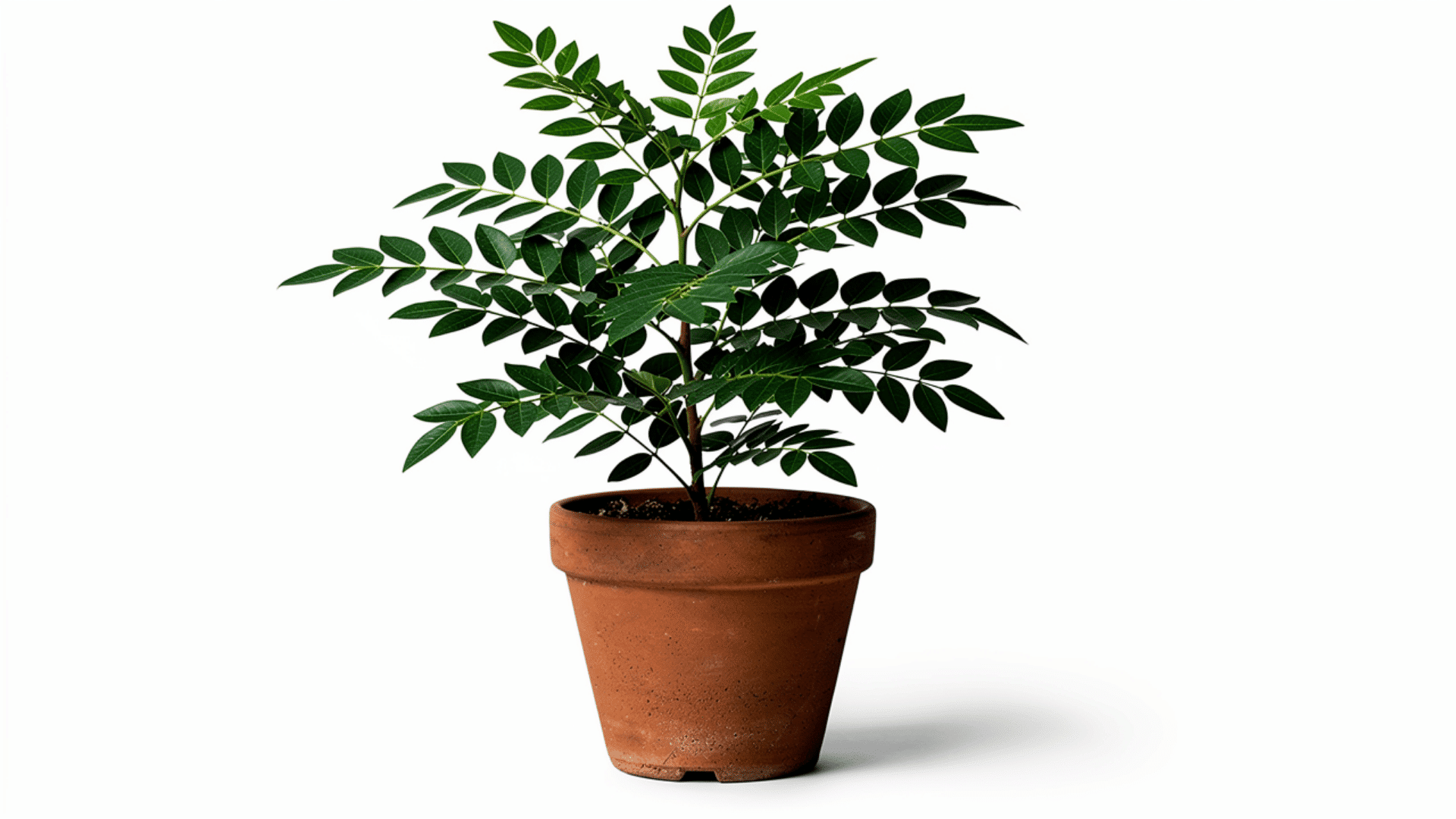 curry leaf plant with small dark green compound leaves on thin branches growing in a terracotta pot on a white background