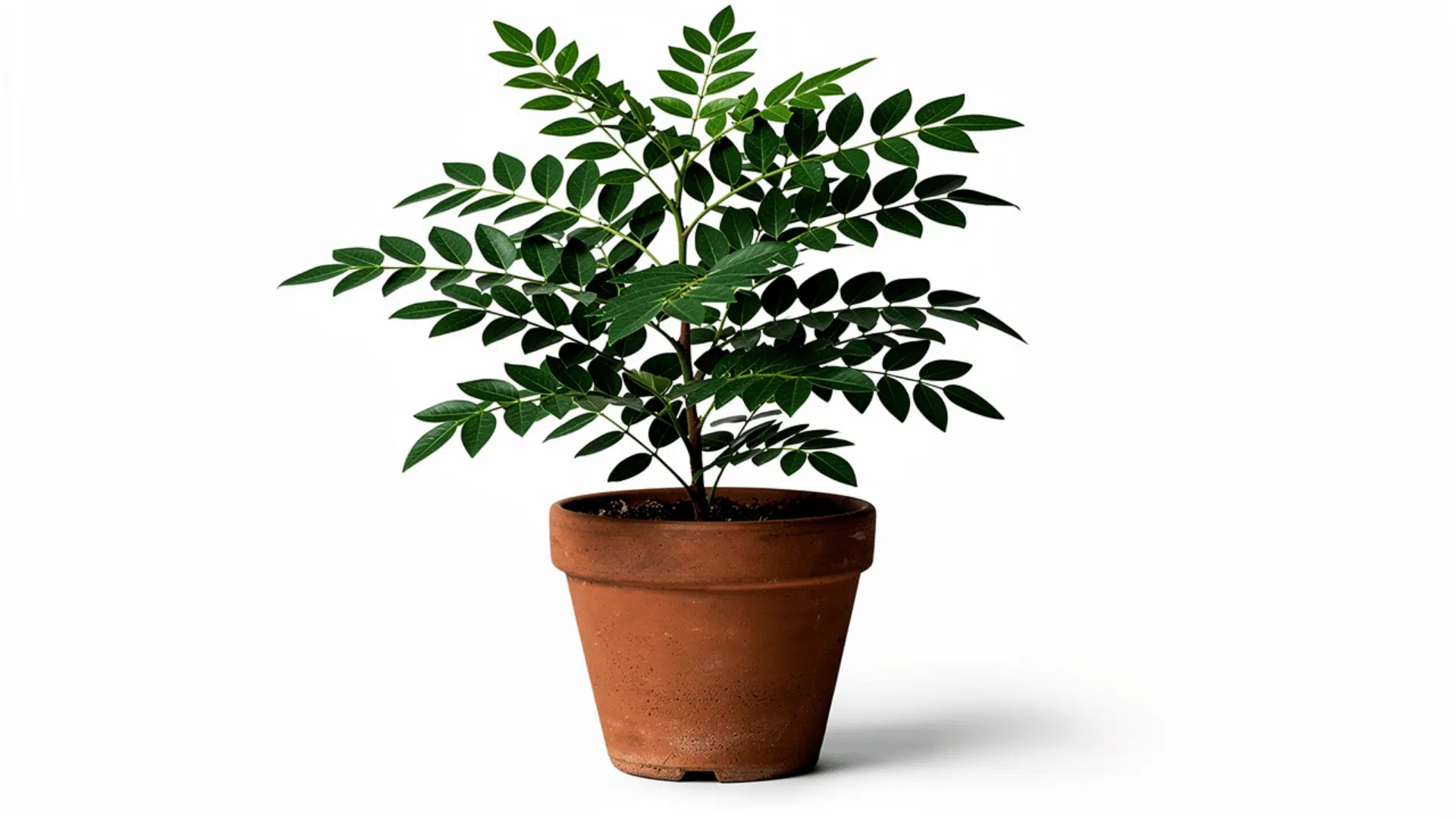 curry leaf plant with small dark green compound leaves on thin branches growing in a terracotta pot on a white background