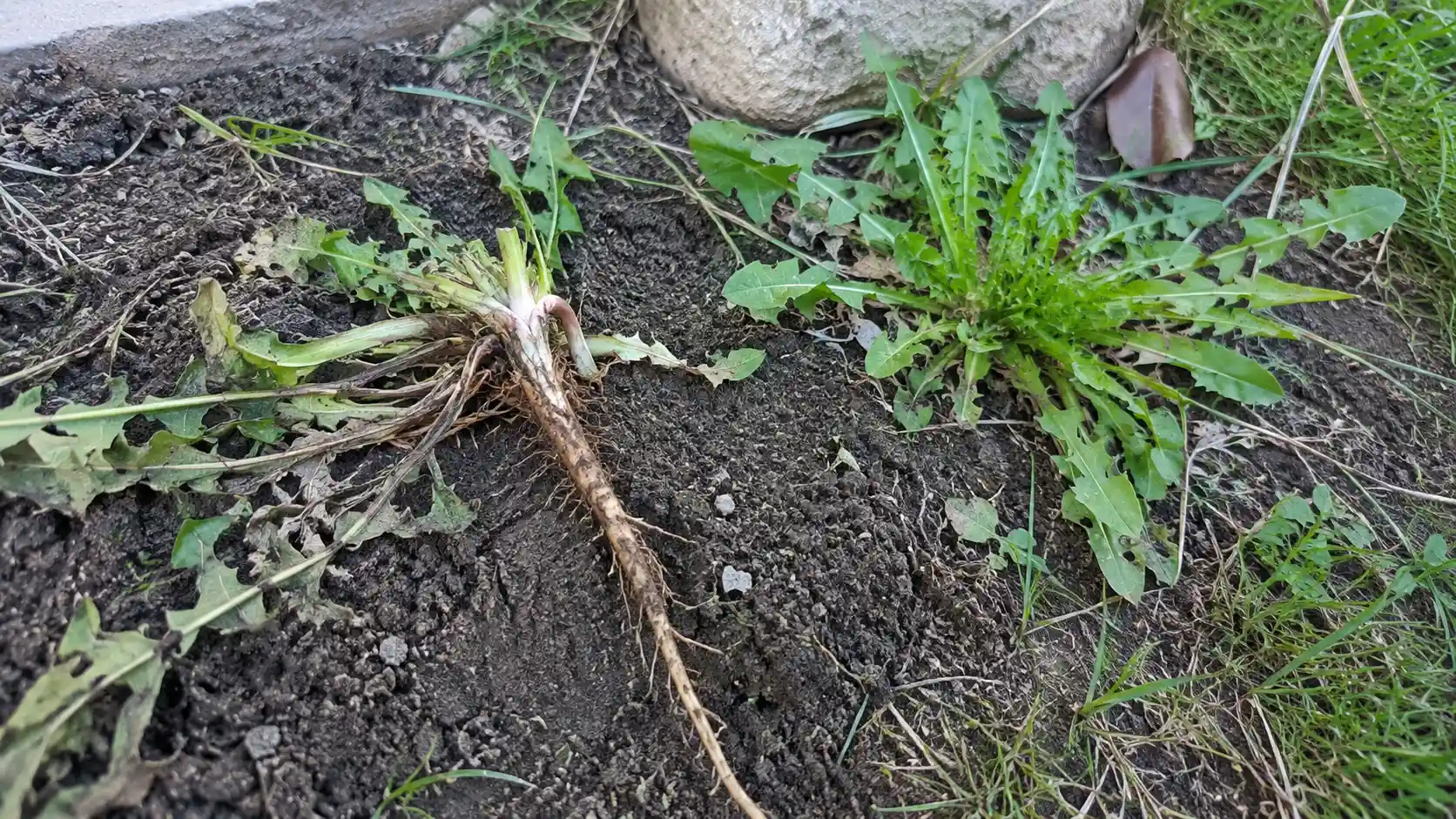 pulled dandelion with a long taproot beside fresh green regrowth in a natural garden bed