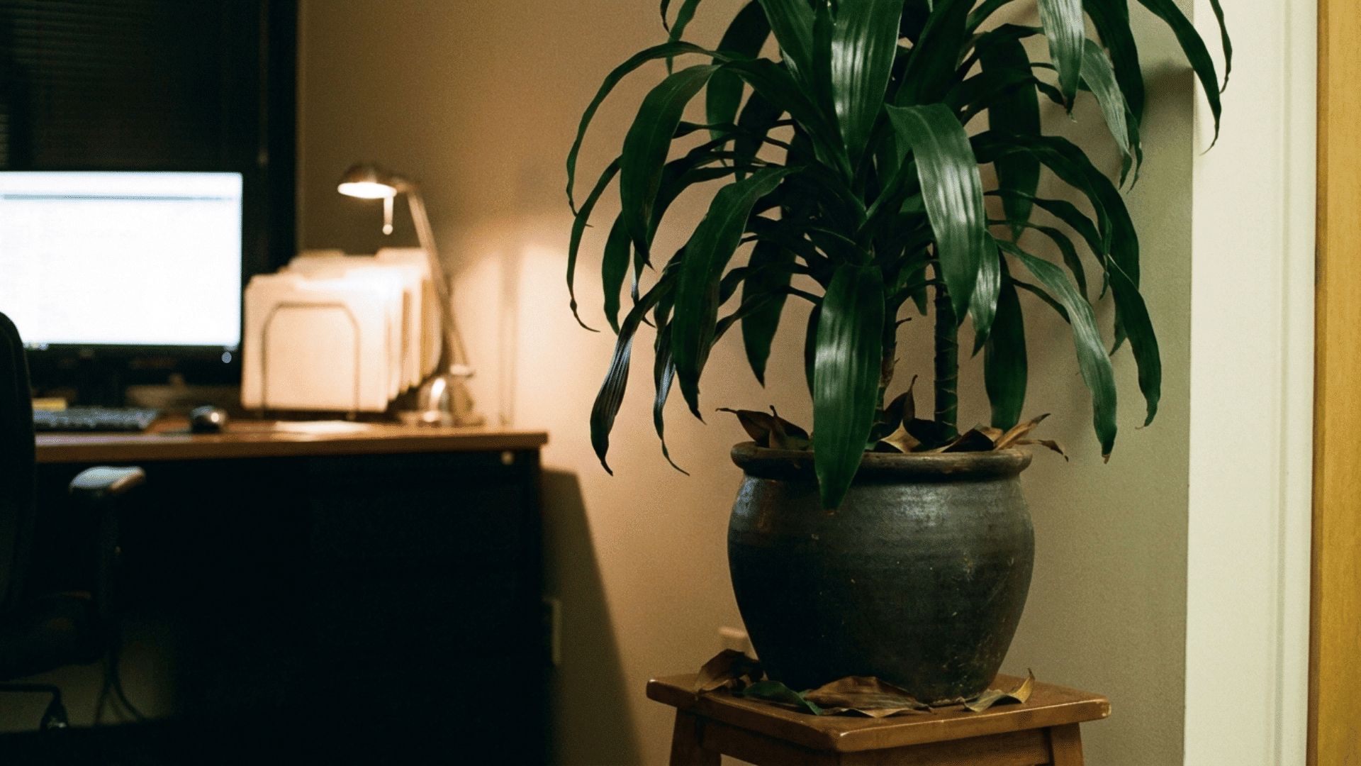 dracaena fragrans solid green variety with deep uniform green leaves in a dark pot in an office corner