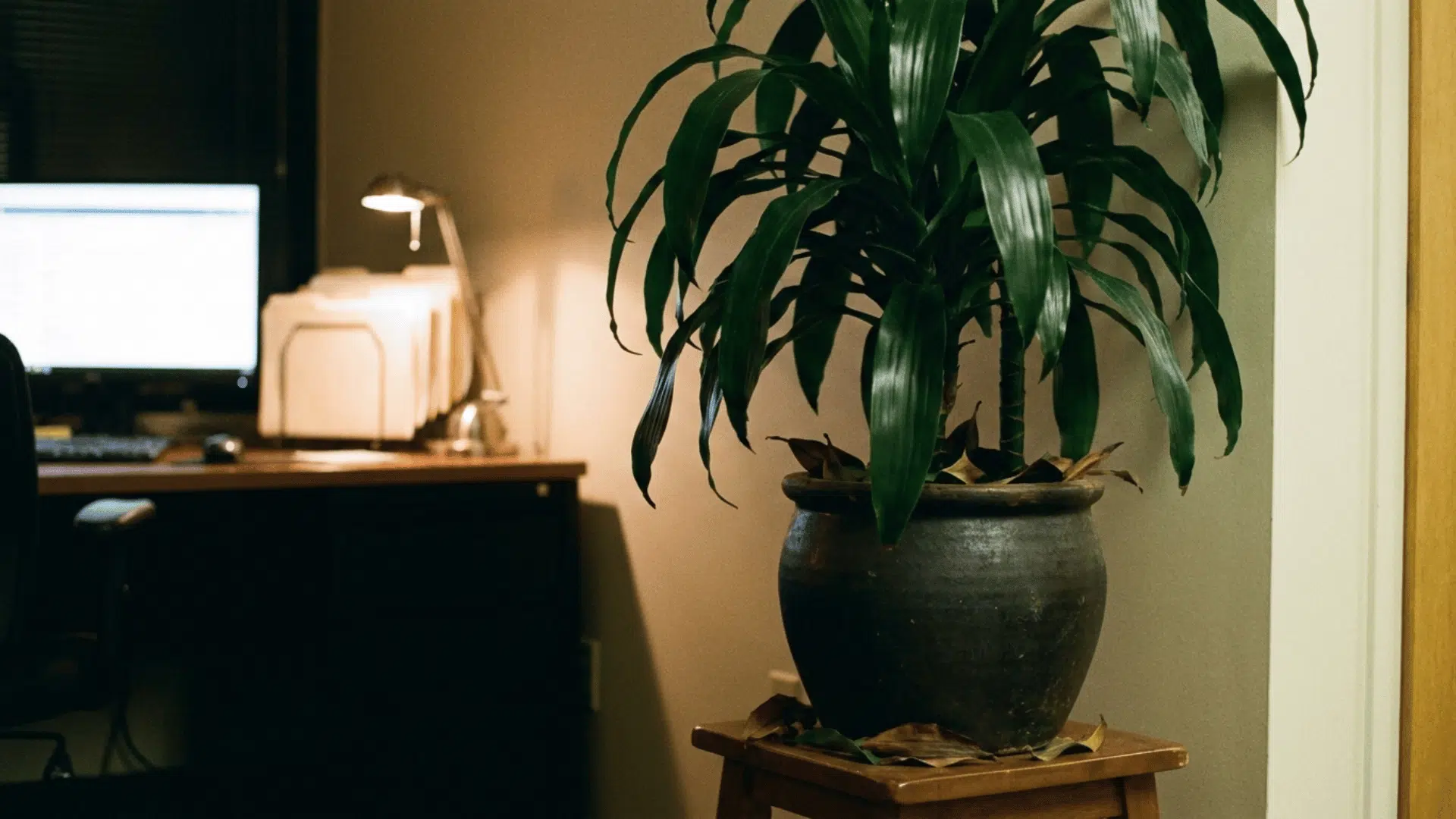 dracaena fragrans solid green variety with deep uniform green leaves in a dark pot in an office corner