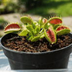 featured image venus flytrap