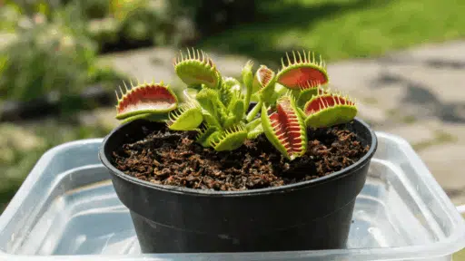 featured image venus flytrap