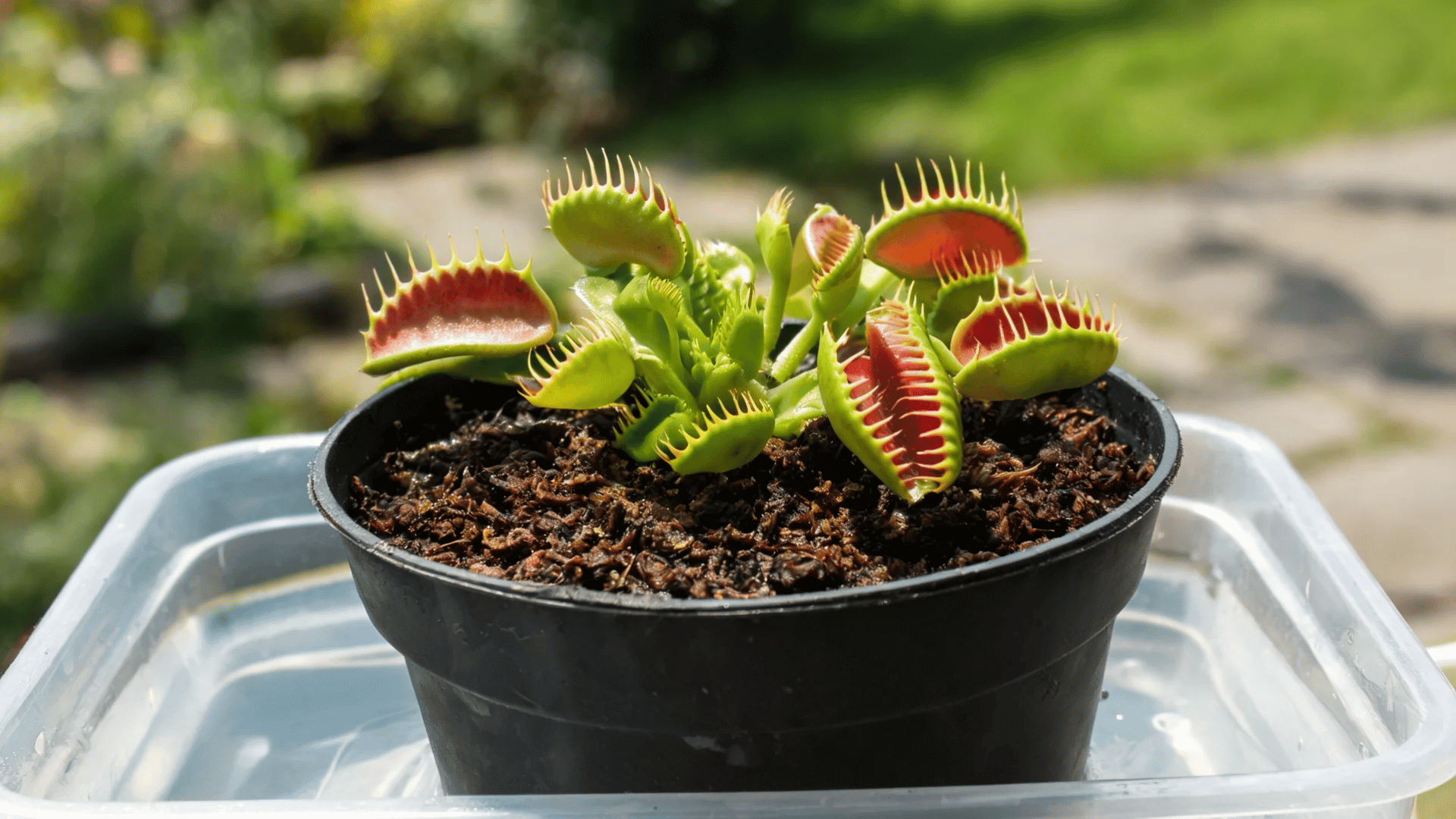 featured image venus flytrap