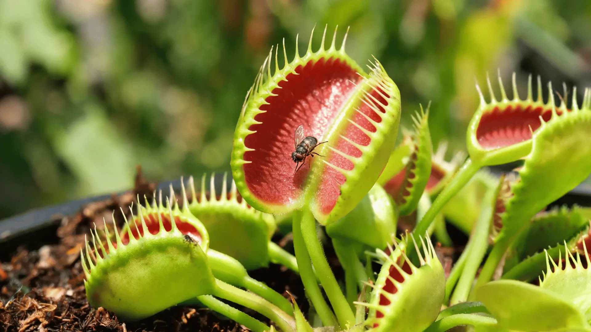 small fly resting inside a healthy open venus flytrap during active growth