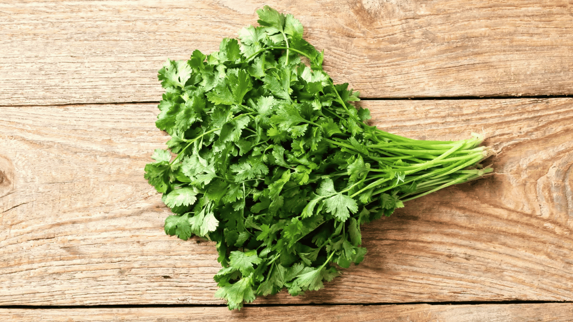 fresh cilantro bunch resting on rustic wooden table with bright green leaves stems