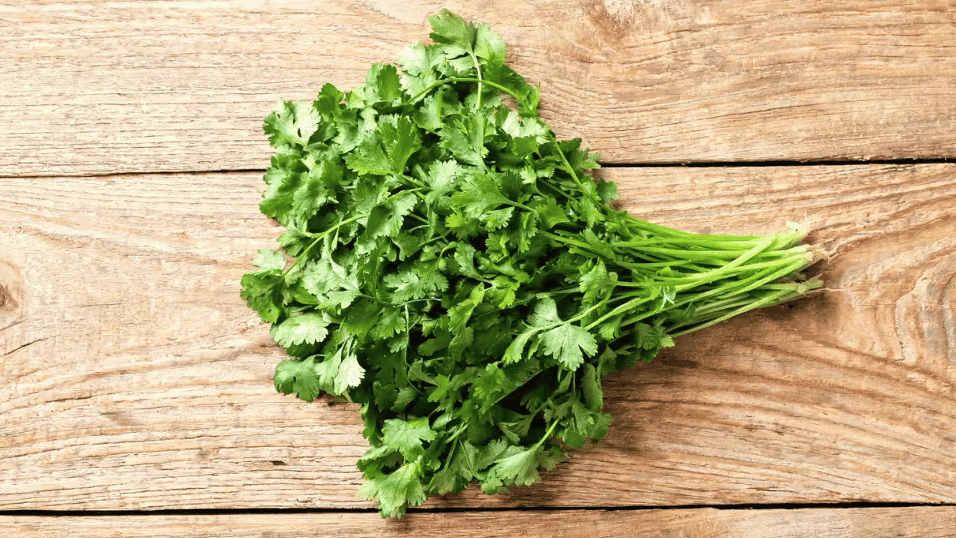 fresh cilantro bunch resting on rustic wooden table with bright green leaves stems