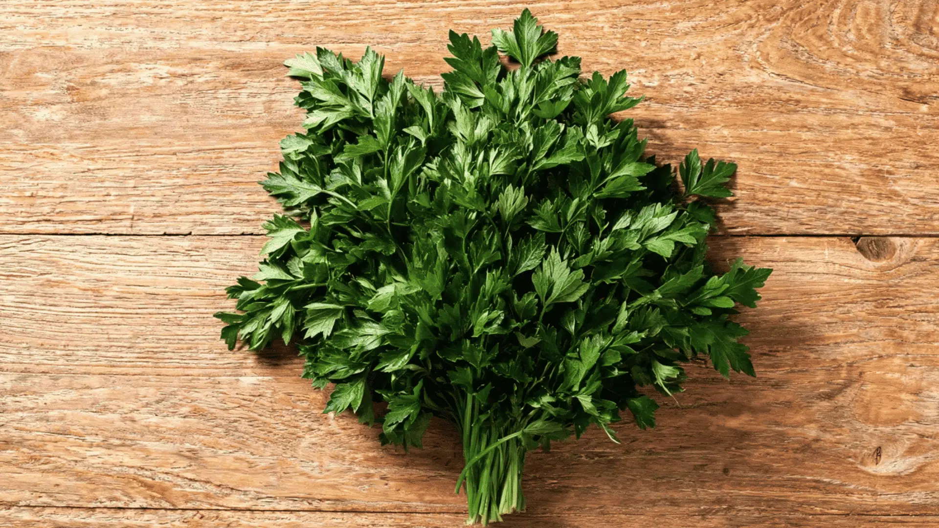 fresh parsley bunch spread across rustic wooden table in natural light top view
