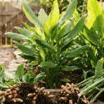 freshly harvested turmeric plants with roots and broad green leaves beside hand tools and a basket in a garden (1)