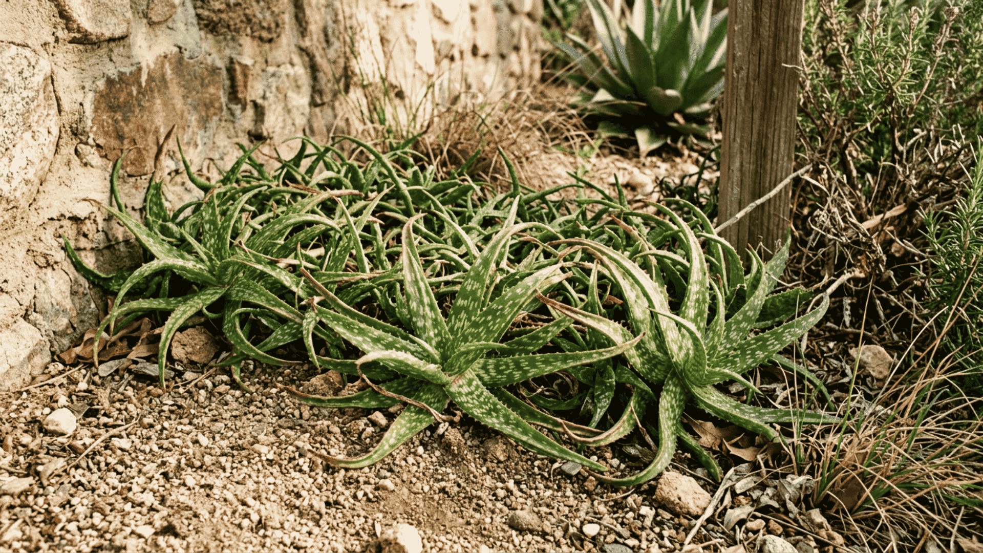 green spotted aloe plants growing in dry soil beside a stone wall with grasses and succulents nearby