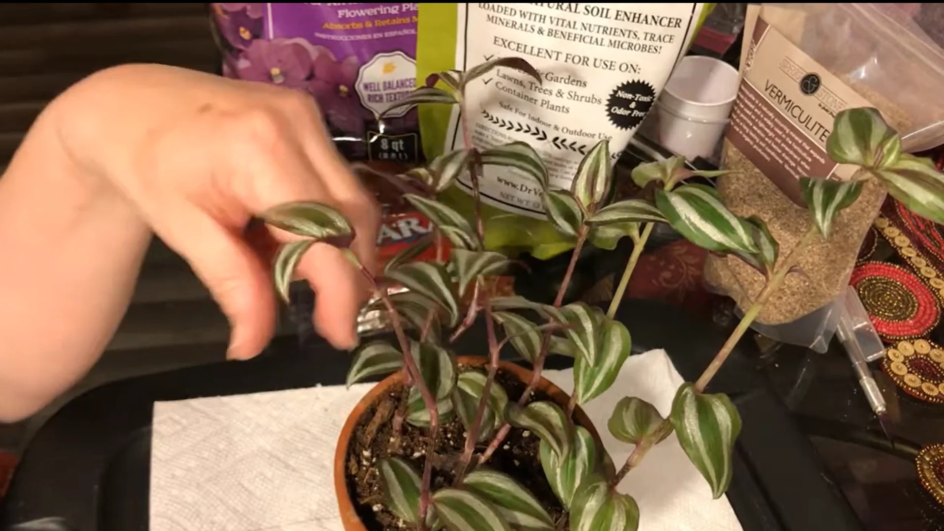 hand cutting a striped houseplant stem just above a leaf node before replanting it in soil