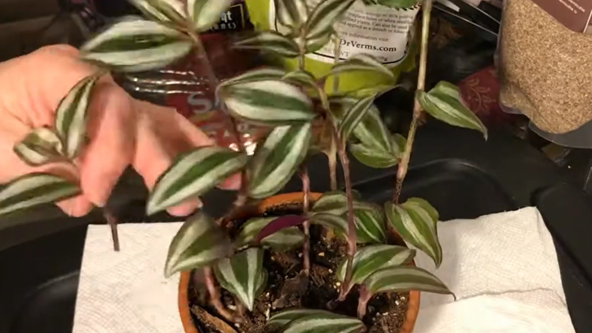 hand lightly trimming striped houseplant stems during active growth beside a terracotta pot and gardening supplies