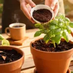 Hands pouring dark coffee grounds from a white bowl onto a potted green plant