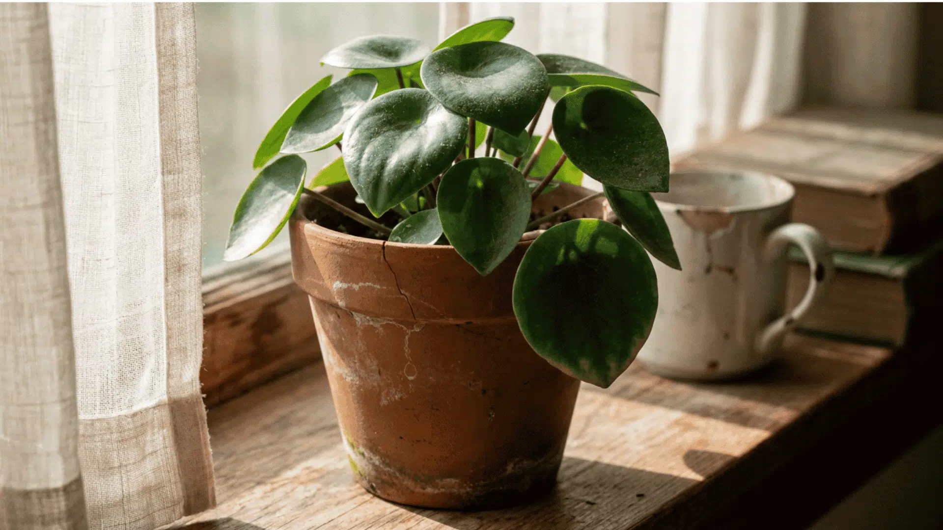 healthy peperomia raindrop plant in a weathered terracotta pot on a sunlit windowsill