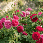 Healthy rose bushes with vibrant blooms, lush green leaves, and soft natural sunlight in a realistic garden setting.