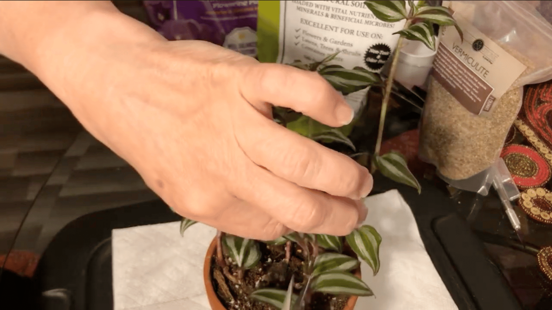 healthy striped plant cuttings ready for propagation