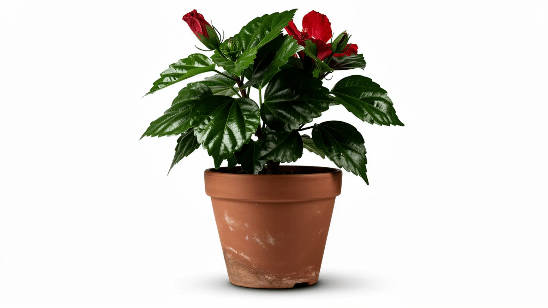 hibiscus plant with large red flowers and glossy dark green leaves growing in a terracotta pot on a white background