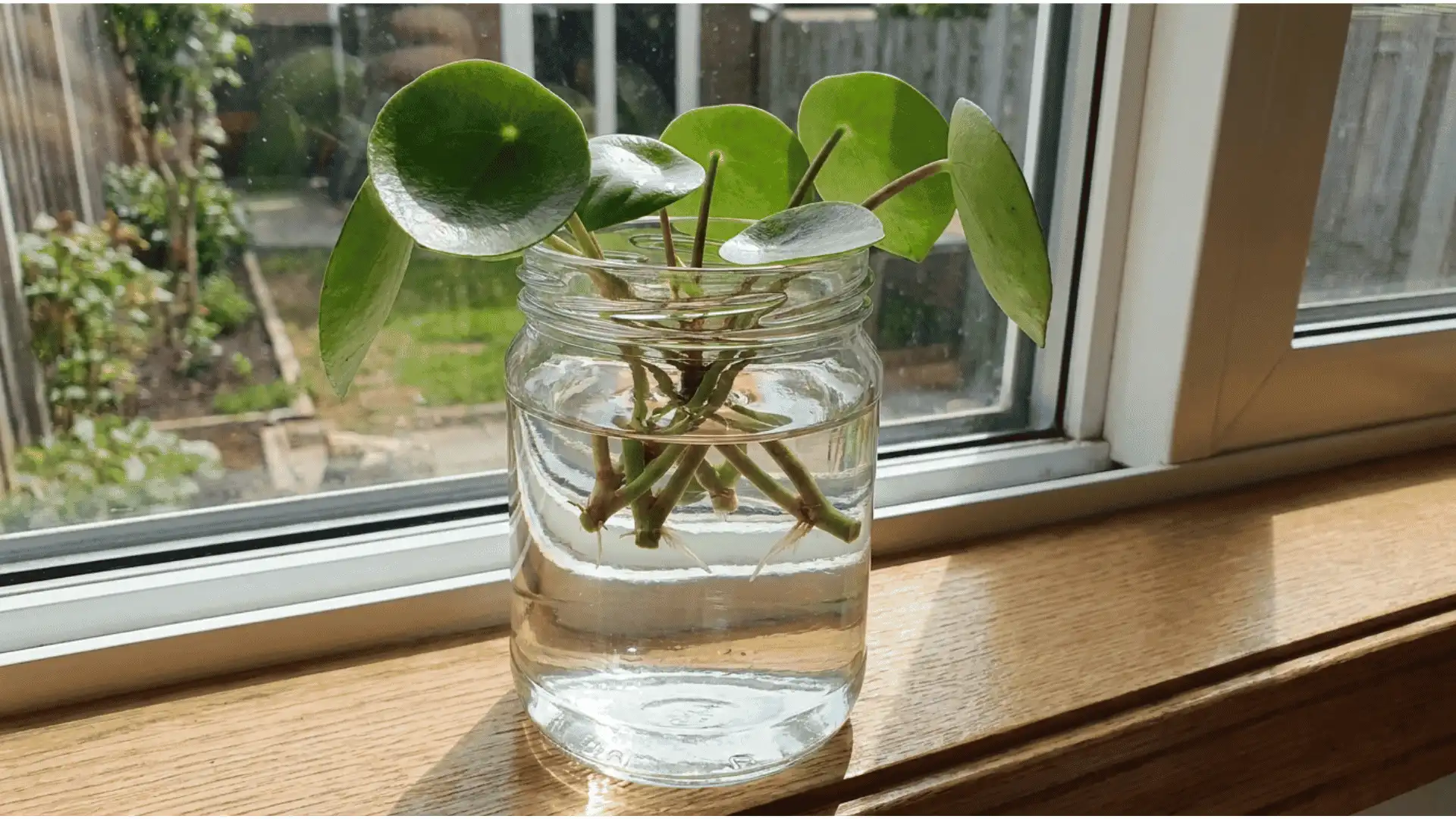 peperomia raindrop stem cuttings placed inside a clear glass jar of water on a windowsill