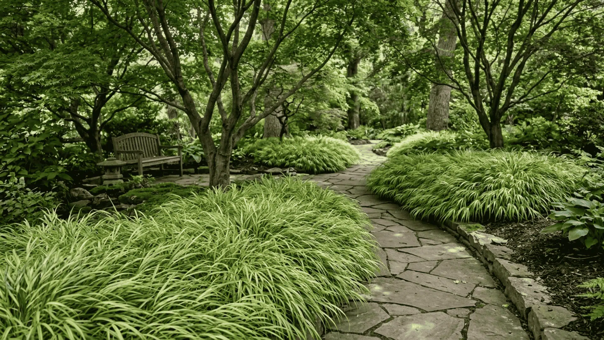 Japanese forest grass flowing Japanese forest grass beneath trees beside shaded stone pathway