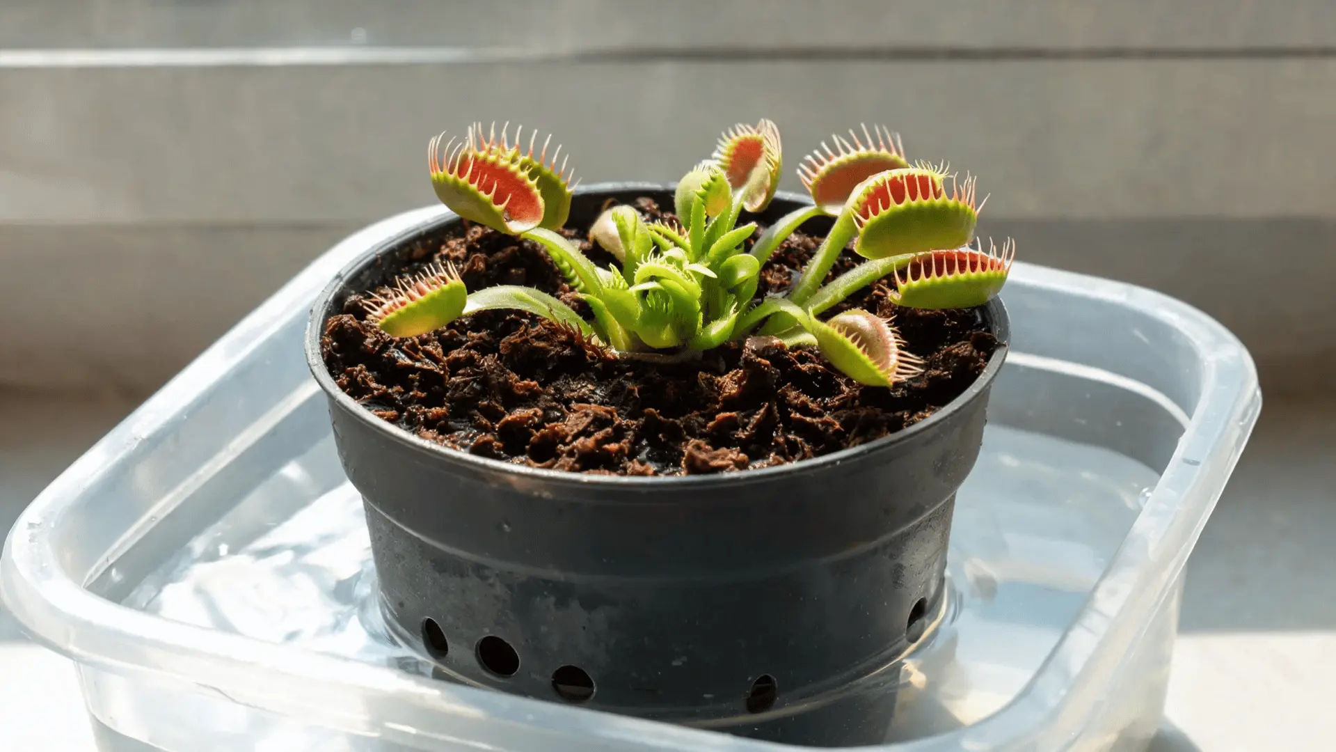 venus flytrap pot resting in a shallow tray with evenly damp growing medium
