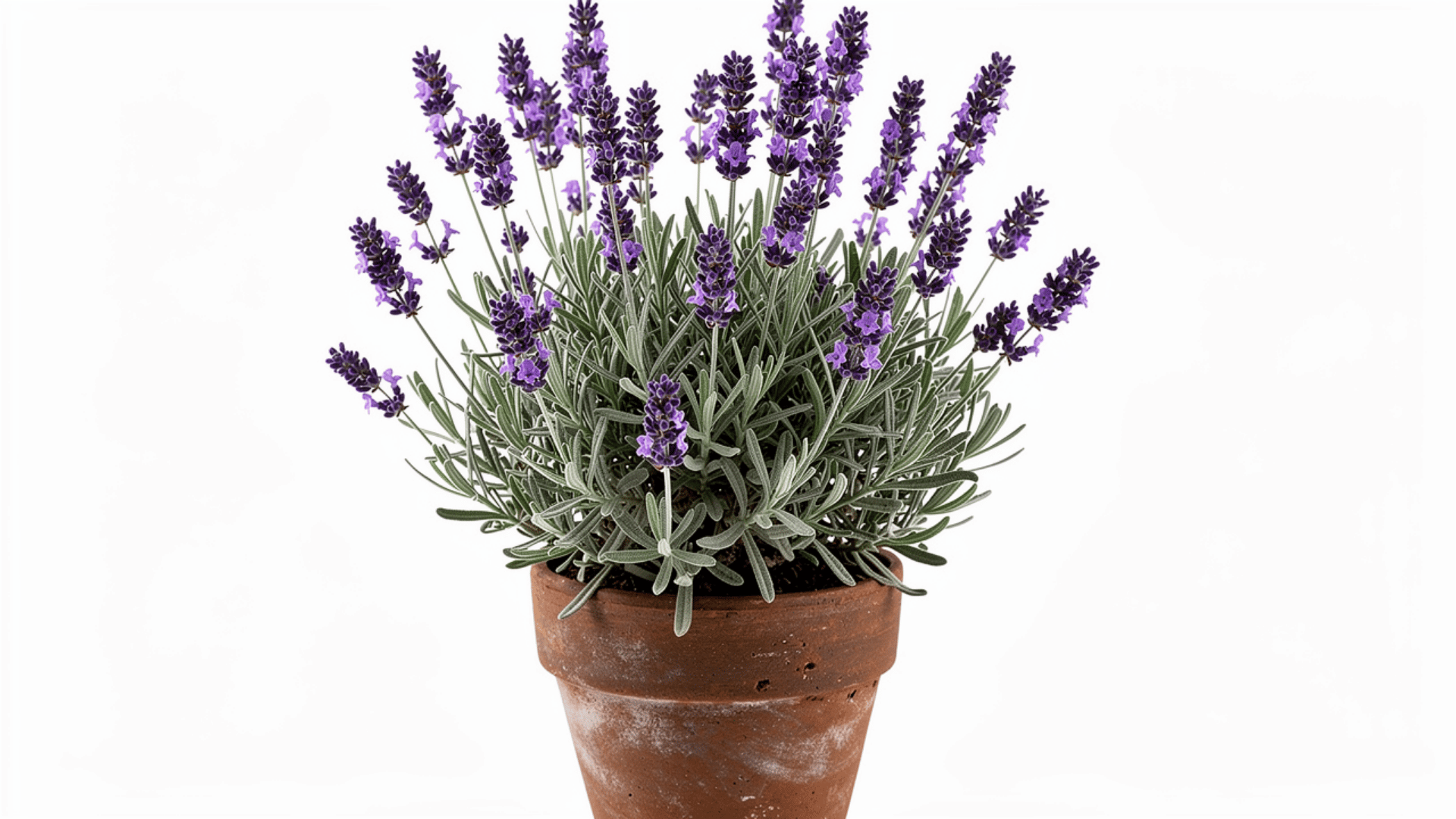 lavender plant with small purple flower spikes and silver green foliage growing in a terracotta pot on a white background