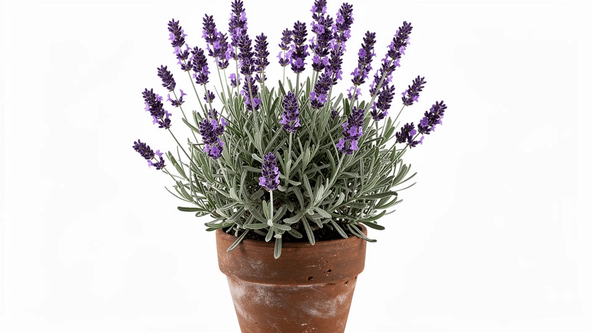 lavender plant with small purple flower spikes and silver green foliage growing in a terracotta pot on a white background
