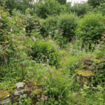 lush garden filled with green plants wildflowers and moss covered stones surrounded by dense leafy trees