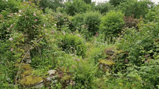 lush garden filled with green plants wildflowers and moss covered stones surrounded by dense leafy trees