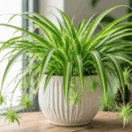 lush spider plant with long green arching leaves and baby plantlets growing in a bright indoor setting on wooden table (1)