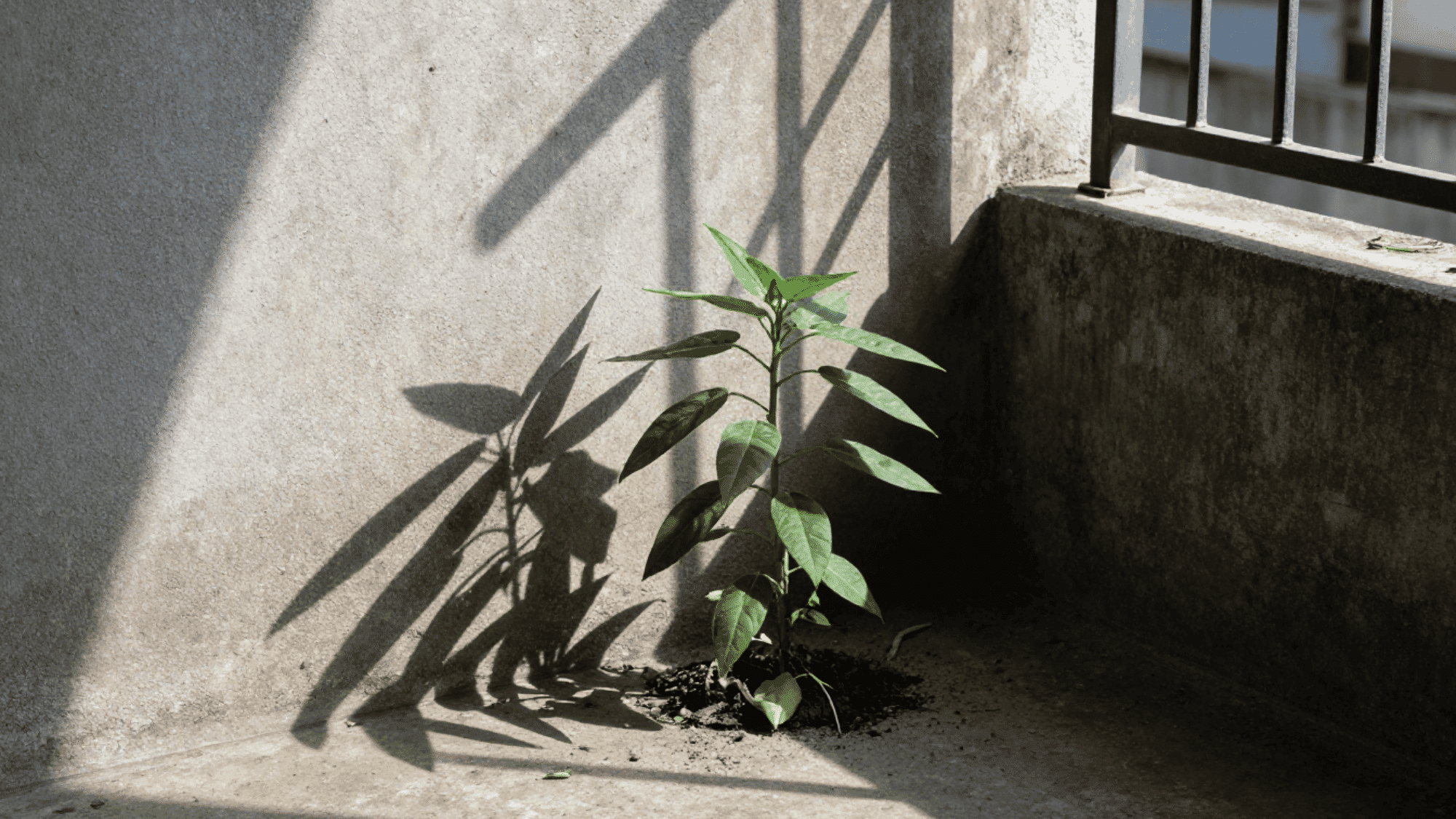 mandevilla plant on an industrial concrete balcony with strong high contrast sunlight and sharp shadows