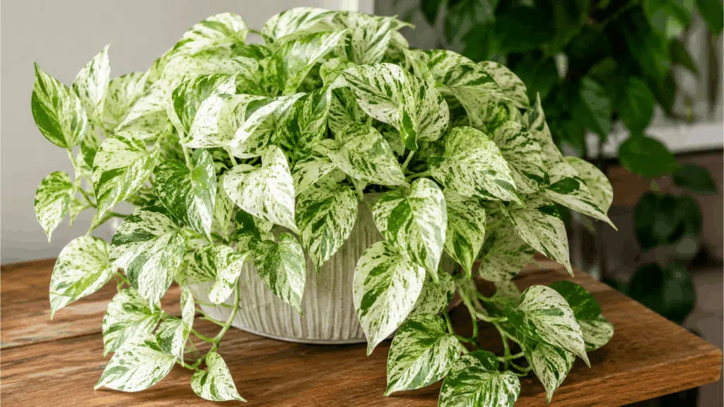 marble queen pothos with green and white variegated leaves growing in a planter on a wooden table indoors