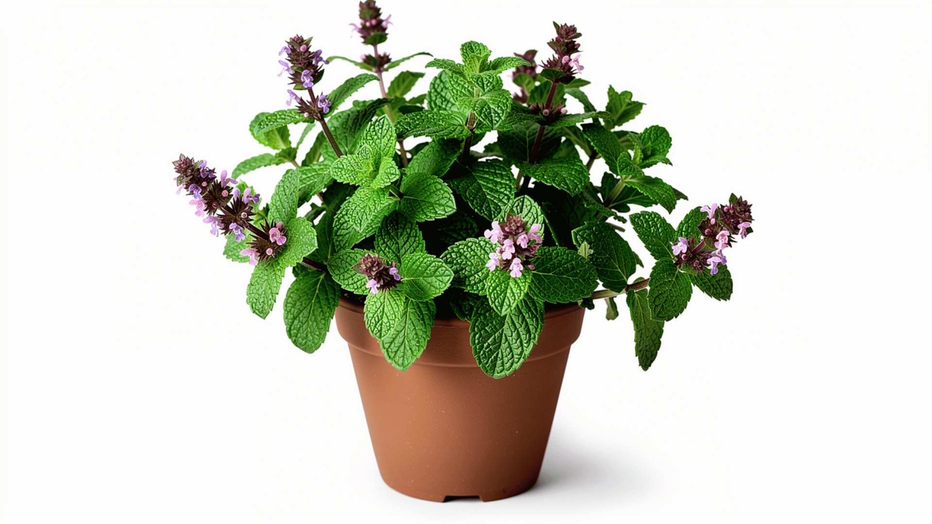 mint plant with bright green textured leaves and small purple flower buds growing in a brown pot on a white background