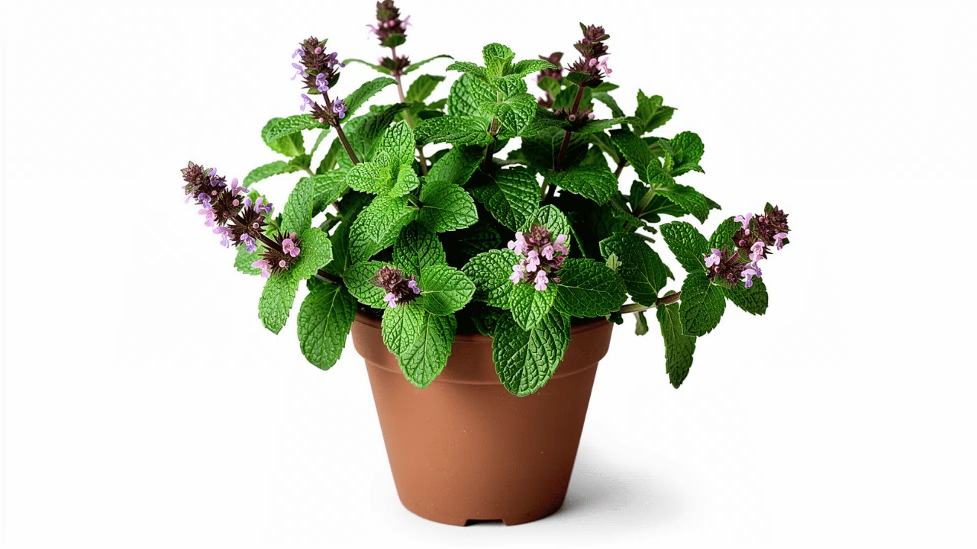 mint plant with bright green textured leaves and small purple flower buds growing in a brown pot on a white background