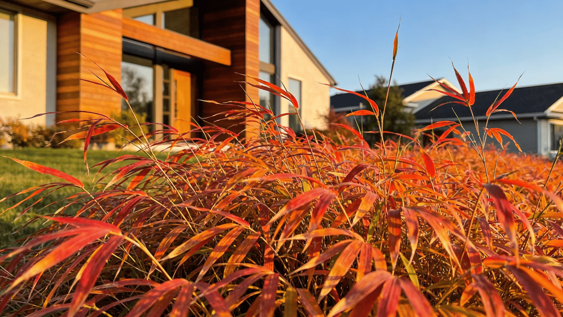 modern house with wooden accents is visible behind a foreground of  japanese forest grass grass with vibrant red and orange leaves in the golden hour light.