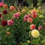 natural cottage garden filled with blooming dahlias in pink, peach, burgundy, and yellow shades with lush green foliage and rustic garden pathways in soft summer sunlight