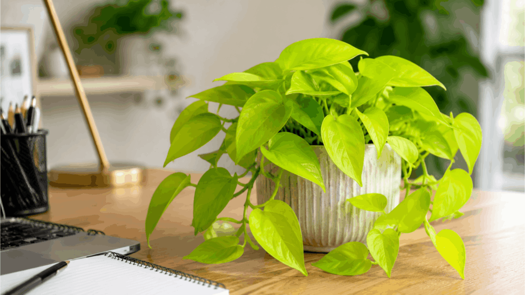 neon pothos with bright lime green leaves in a planter on a desk beside a laptop in natural indoor light