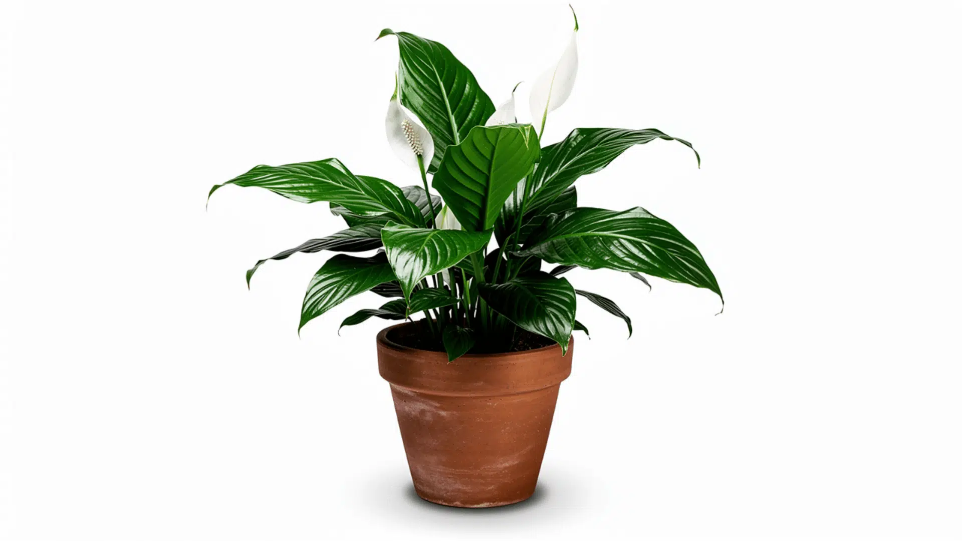 _peace lily with large dark green leaves and white flowers growing in a terracotta pot on a white background